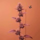 Hummingbird Moth Single